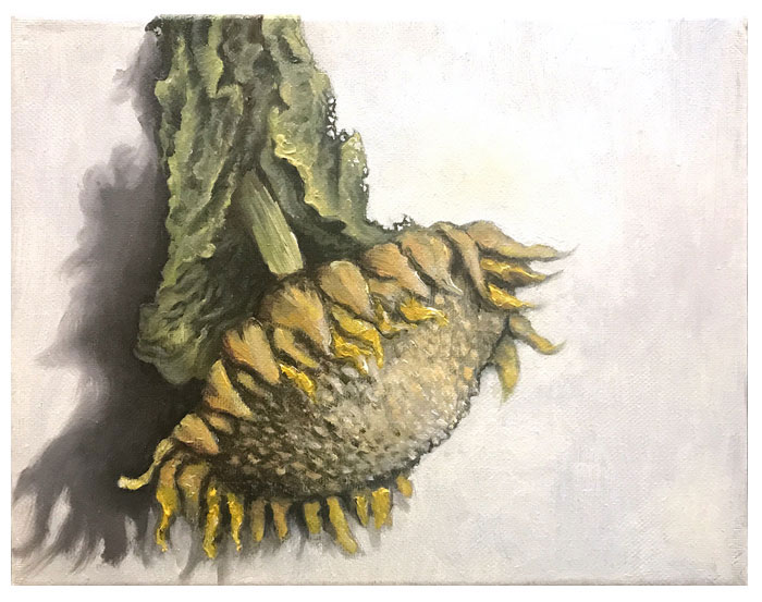 Sunflower, oil painting, Anne Pennypacker